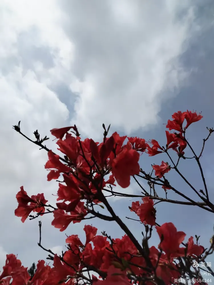 绿春湖桃源尖:徒步登山赏杜鹃